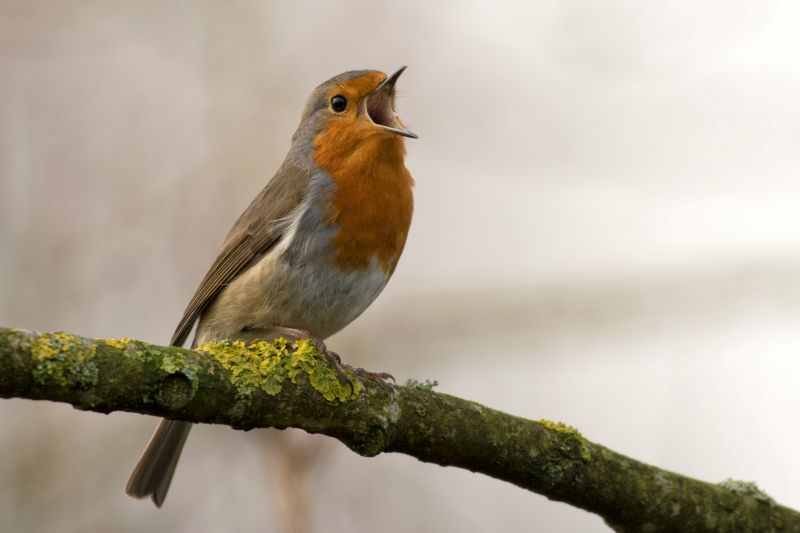 bird singing in tree